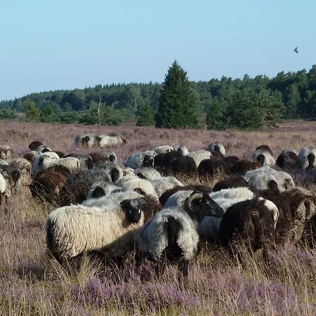 Haus Schwalbennest Apartamento