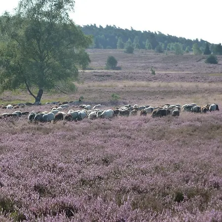 Apartamento Haus Schwalbennest *